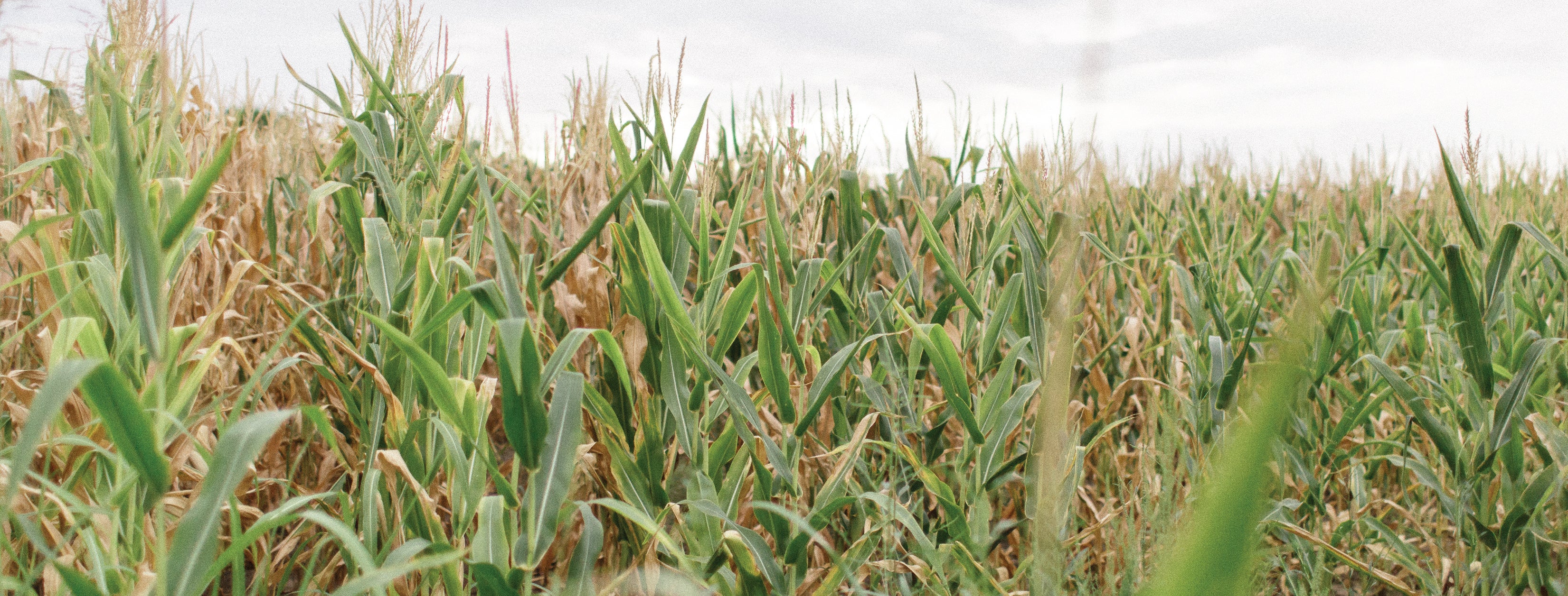 Nitrogen Stabilizers Win Biologics